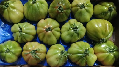 Foto Pomodoro Cuore Di Bue Origine Italia Marchio Ortottone 2